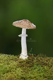 Attēlu rezultāti vaicājumam “Amanita excelsa”