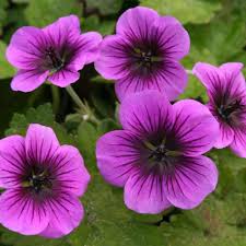 Image result for Geranium `Purple Haze`