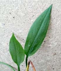 Attēlu rezultāti vaicājumam “Alisma plantago-aquatica leaf”
