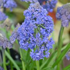 Attēlu rezultāti vaicājumam “Muscari armeniacum”