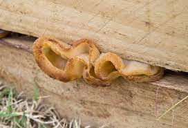 Attēlu rezultāti vaicājumam “Peziza vesiculosa”