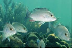 Image result for Lutjanus griseus