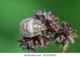 Attēlu rezultāti vaicājumam “Eurygaster testudinaria nymph”