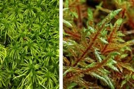 Attēlu rezultāti vaicājumam “Sphagnum riparium”