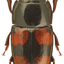 Attēlu rezultāti vaicājumam “Glischrochilus quadripunctatus imago”