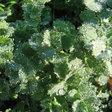 Attēlu rezultāti vaicājumam “Poterium sanguisorba”