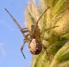 Attēlu rezultāti vaicājumam “Phylloneta sp.”