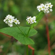 Attēlu rezultāti vaicājumam “Fagopyrum esculentum leaf”