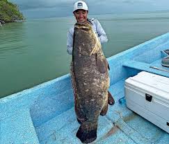 Image result for Epinephelus itajara