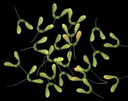 Attēlu rezultāti vaicājumam “Acer saccharinum fruit”