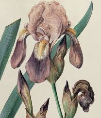 Image result for Thaddus Haenke