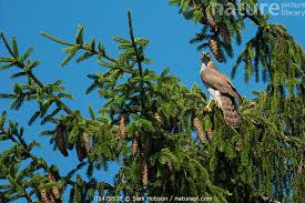 Attēlu rezultāti vaicājumam “Accipiter gentilis adult”