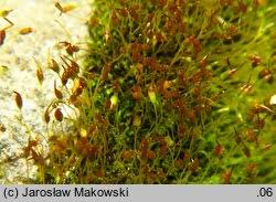 Attēlu rezultāti vaicājumam “Gymnostomum calcareum”