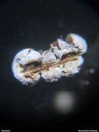 Attēlu rezultāti vaicājumam “Licea minima macro”