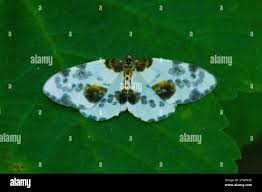 Attēlu rezultāti vaicājumam “Abraxas sylvata larva”