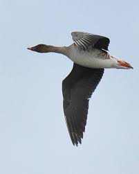 Attēlu rezultāti vaicājumam “Anser serrirostris adult”