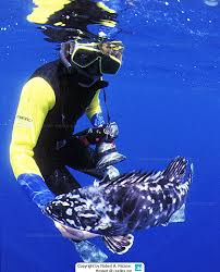 Image result for Polyprion americanus