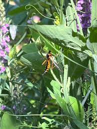 Attēlu rezultāti vaicājumam “Colostygia pectinataria male”