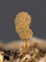 Attēlu rezultāti vaicājumam “Lycogala cf. oleocrystalliferum sessile”