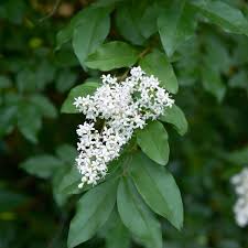 Attēlu rezultāti vaicājumam “Ligustrum vulgare”