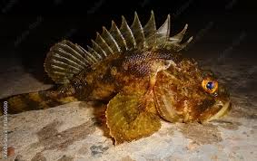 Image result for Scorpaena porcus