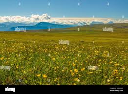 Attēlu rezultāti vaicājumam “Taraxacum suecicum flower”