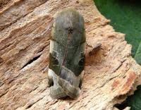 Attēlu rezultāti vaicājumam “Noctua fimbriata imago”