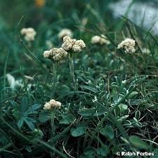Attēlu rezultāti vaicājumam “Antennaria dioica male flower”