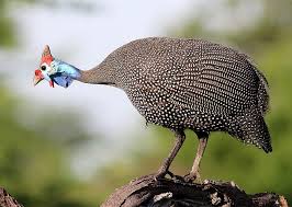 Attēlu rezultāti vaicājumam “Numida meleagris adult”