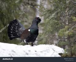 Attēlu rezultāti vaicājumam “Tetrao urogallus”