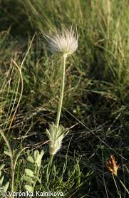 Attēlu rezultāti vaicājumam “Pulsatilla pratensis bud”