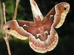 Attēlu rezultāti vaicājumam “Saturniidae”