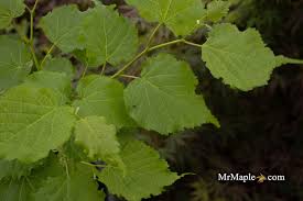 Attēlu rezultāti vaicājumam “Tilia cordata leaf”