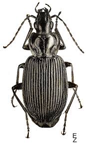 Attēlu rezultāti vaicājumam “Limodromus assimilis”