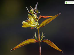 Attēlu rezultāti vaicājumam “Melampyrum pratense bud”