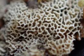 Attēlu rezultāti vaicājumam “Trechispora mollusca”