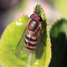 Attēlu rezultāti vaicājumam “Syrphus sp. imago”