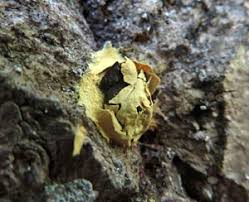 Attēlu rezultāti vaicājumam “Diderma subincarnatum young”