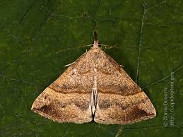 Attēlu rezultāti vaicājumam “Hypena proboscidalis”