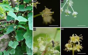 Attēlu rezultāti vaicājumam “Menispermum dauricum”