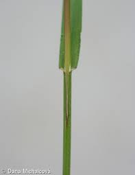 Attēlu rezultāti vaicājumam “Anisantha tectorum fruit”