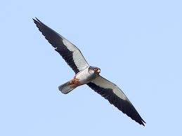 Image result for Falco amurensis