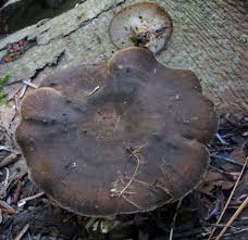 Attēlu rezultāti vaicājumam “Polyporus brumalis”