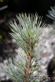 Attēlu rezultāti vaicājumam “Pinus peuce”
