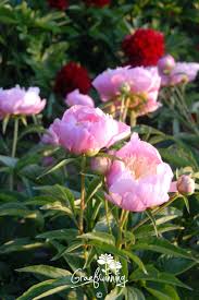 Image result for Pfingstrose