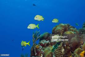 Image result for Haemulon flavolineatum