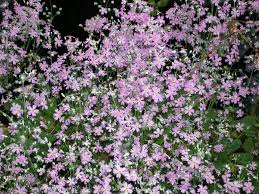 Image result for Primula malacoides