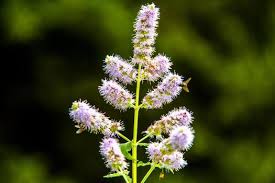 Attēlu rezultāti vaicājumam “Mentha longifolia flower”