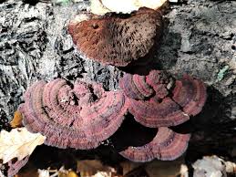 Attēlu rezultāti vaicājumam “Daedaleopsis confragosa”