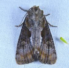 Attēlu rezultāti vaicājumam “Apamea ophiogramma”